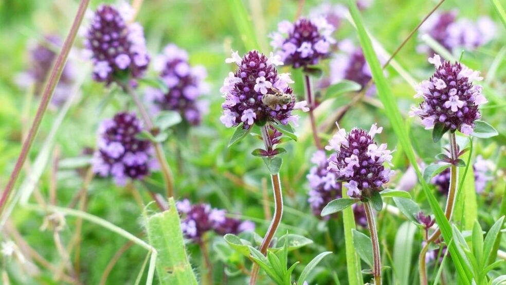 ឱសថ thyme សម្រាប់ការពង្រីកលិង្គ